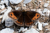 Erebia sp.